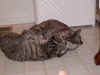 FamilyKittiesKidsWillBeKids_08312003.jpg (15612 bytes)