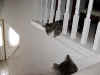 FamilyKittiesTarzanAndMistyOnStairs_09012003.jpg (15262 bytes)