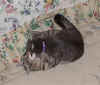 FamilyKittiesTarzanAndMistyWrestle_09012003.jpg (24976 bytes)