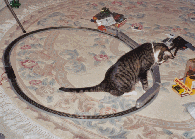 GiniAndMouse2.jpg (31249 bytes)
