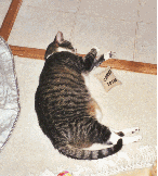 GiniAndMouse4.jpg (30395 bytes)