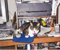GiniAndMouse3.jpg (35495 bytes)