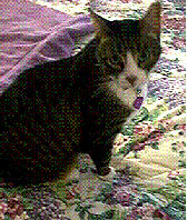 GiniAndMouse1.jpg (42612 bytes)