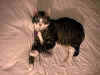 GiniAndMouse3.jpg (35495 bytes)