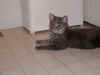 FamilyMistyEyesTarzan_08312003_002.jpg (13918 bytes)