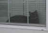 FamilyMistyInWindow_072003_001.jpg (13140 bytes)