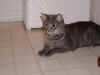 FamilyMistyIsContemplative_08312003.jpg (14931 bytes)
