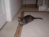 FamilyMistyKeepsWatchForTarzan_08312003_001.jpg (15925 bytes)