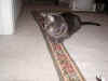 FamilyMistyKeepsWatchForTarzan_08312003_002.jpg (19771 bytes)