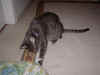 FamilyMistyMomentarilyDistracted_08312003.jpg (17800 bytes)