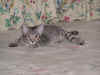 FamilyTarzanRelaxesInTheGuestRoom_0901203.jpg (19959 bytes)