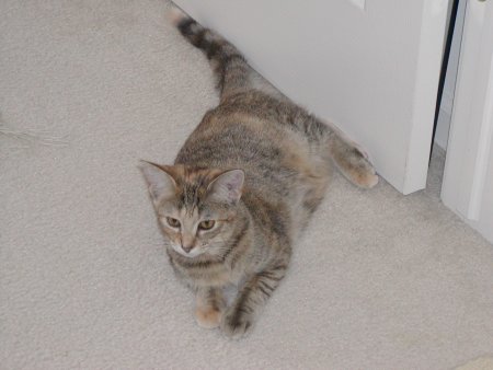 Photo of Daisy number one