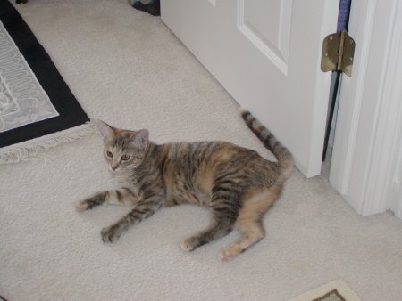 Photo of Daisy number two