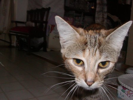 Photo of Daisy number three