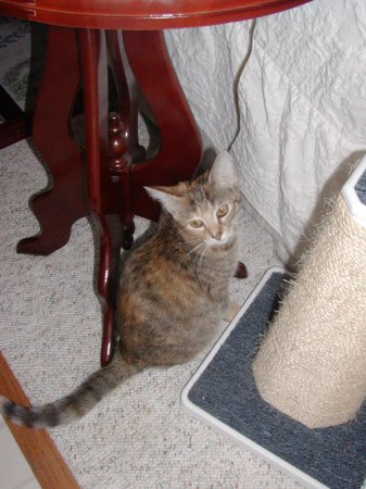 Photo of Daisy number four