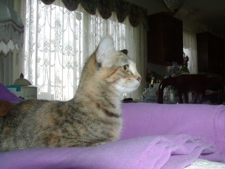 Photo of Daisy number five