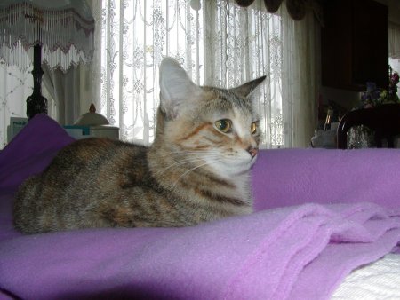 Photo of Daisy number six