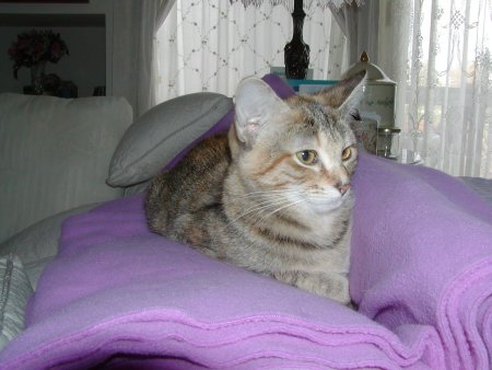 Photo of Daisy number seven