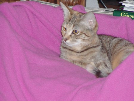 Photo of Daisy number eight