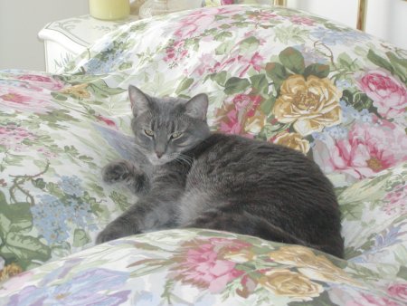 Photo of Misty number two