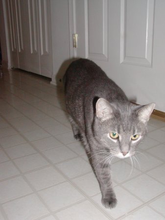 Photo of Misty number three