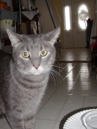 Photo of Misty number four