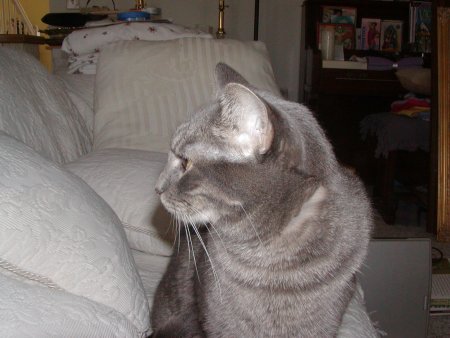 Photo of Misty number seven