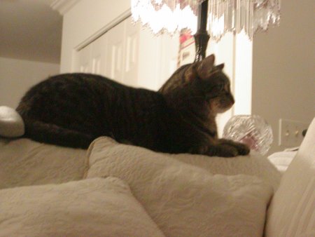 Photo of Tarzan number three