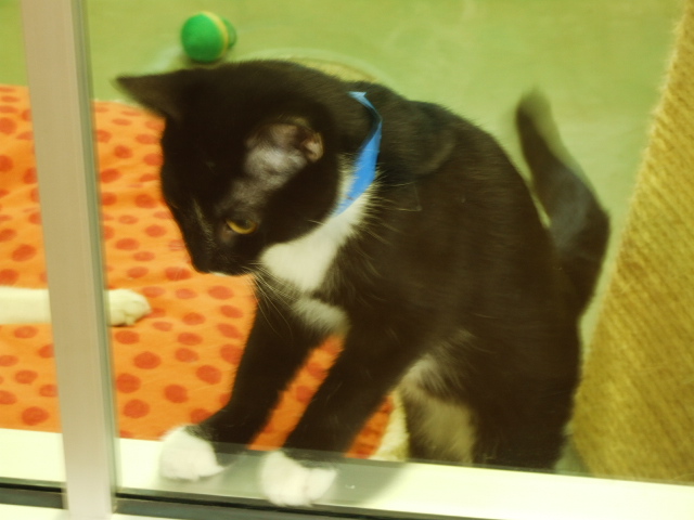 Kittie at adoption center