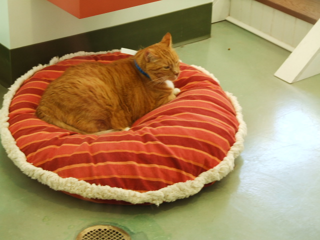 Senior cat on a cushion