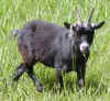 ValentinoGoat_001.jpg (100249 bytes)