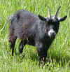 ValentinoGoat_002.jpg (109837 bytes)