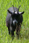 ValentinoGoat_003.jpg (68850 bytes)
